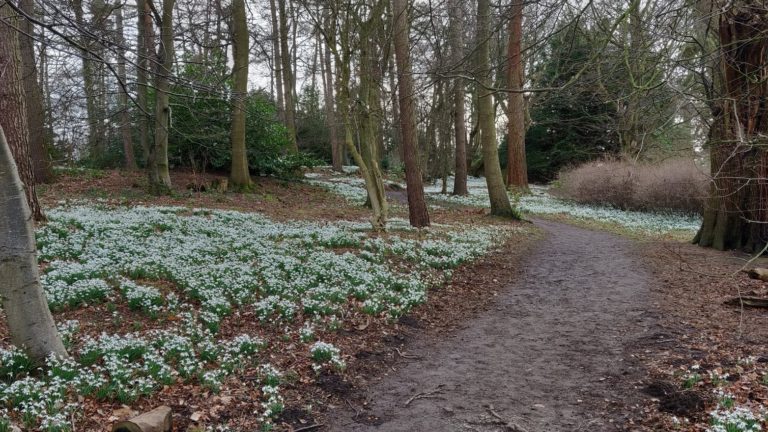 Read more about the article Imbolc: the Green Man, Jack Frost and snowdrops