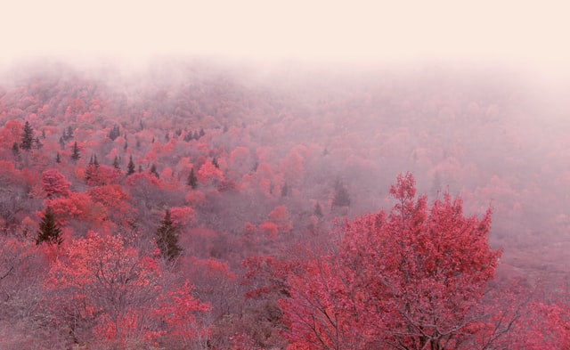 A view over red and pink leaved trees on a hillside, partially obscured by swirling mist.