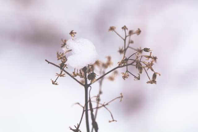 Close up of a flower's seed heads against the snow